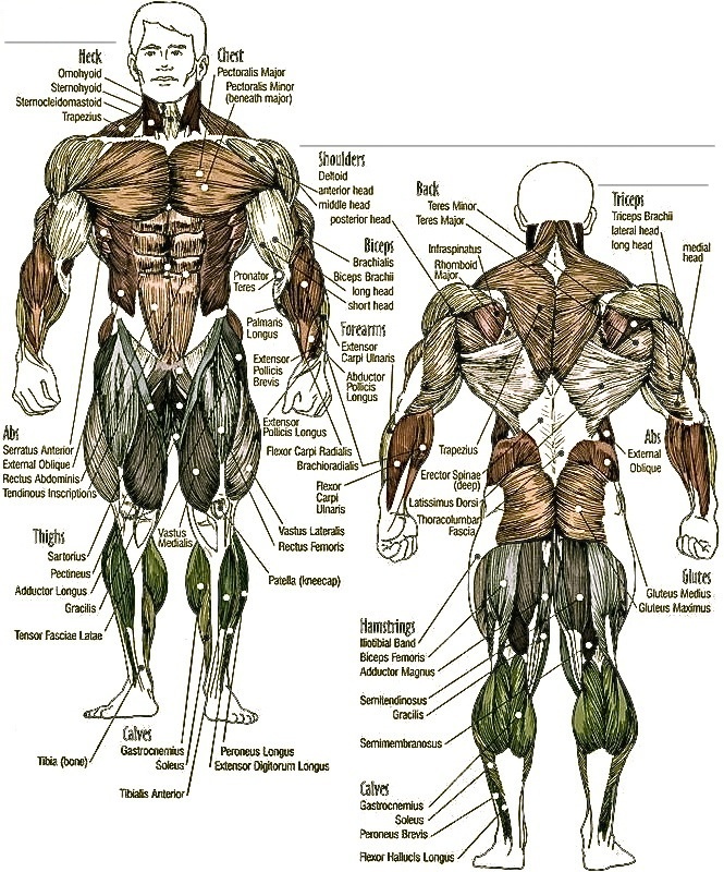 Anatomy - Muscular Training